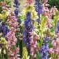 100 Seeds Spanish Bluebells Mixture Wood Hyacinth Mix Color Wood Hyacinths Flower