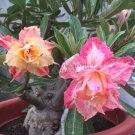 2 Seeds Middle Colorful Grafting Adenium Obesum Desert Rose