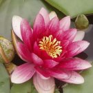 1 Seeds Heirloom Purple Red Water Lily