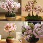 20 Seeds Bonsai Organic Ornamental Oriental Cherry Blossoms Sakura