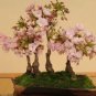 20 Seeds Bonsai Organic Ornamental Oriental Cherry Blossoms Sakura