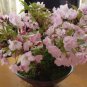 20 Seeds Bonsai Organic Ornamental Oriental Cherry Blossoms Sakura