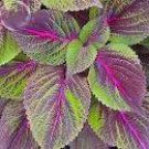 100 Seeds Bi-coloured Salad Perilla Shiso
