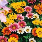 30 Seeds Gazania Mixed 9 Types of Treasure Flower