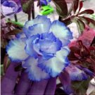 2 Seeds Adenium White Petals with Blue Edge Flower