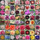 100 Seeds Bonsai Mixed 64 Types of Adenium Desert Rose