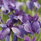 20 Seeds Big Blooming Marginal Bog Water Plant Purple Iris