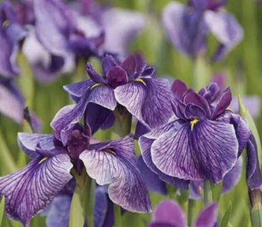 20 Seeds Big Blooming Marginal Bog Water Plant Purple Iris