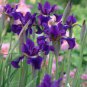 20 Seeds Big Blooming Marginal Bog Water Plant Purple Iris