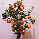 10 Seeds Heirloom Indoor Bonsai Red Apple Tree