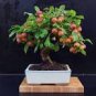 10 Seeds Heirloom Indoor Bonsai Red Apple Tree