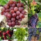 15 Seeds Mixed 6 Varieties of Grape