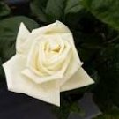 50 Seeds Yunnan White Rose