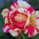 20 Seeds Rare 'Fireball' Rose Shrub Perennial Garden Flower
