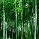 100 Seeds Fresh Giant Bamboo Seeds Dendrocalamus Giganteus