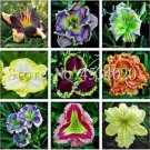200 Seeds Mixed Tawny Daylily