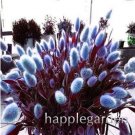 300 Seeds Rabbit Tails Grass Bonsai Colorful Fescue Bonsai Ornamental
