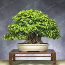 50 Seeds Korean Hornbeam Tree Bonsai Very Beautiful Mini Bonsai