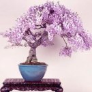 10 Seeds Mini Bonsai Wisteria Tree Indoor Ornamental Plants