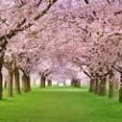 10 Seeds Sakura seeds DIY home garden bonsai flower
