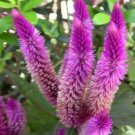 200 Seeds Purple Flamingo Cockscomb