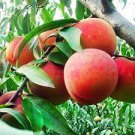 10 Seeds Sweet Pink Red Peach Tree