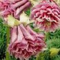 50 Seeds Heirloom Rare Beautiful Purely Pink Aquilegia Columbine Flowers