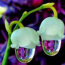 50 Seeds Colorful Bell Orchid Lily of The Valley Perennia Flower