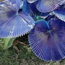 100 Seeds Purple Travelers Palm Flores Bonsai