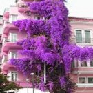 100 Seeds Pink Climbing Bougainvillea Spectabilis Willd Bonsai Plant Flower