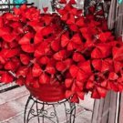 100 Seeds Oxalis Wood Sorrel Flower Oxalis Purple Shamrock Clover