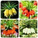 30 Seeds Crown Imperial Bonsai Wang Fritillaria Bonsai