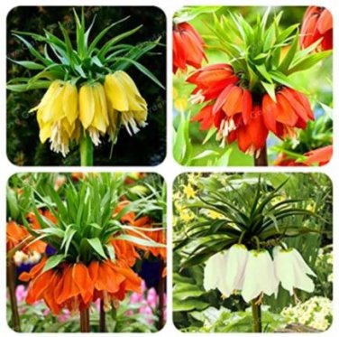 30 Seeds Crown Imperial Bonsai Wang Fritillaria Bonsai
