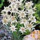 200 Seeds Exotic Edelweiss Seed Flower Plant