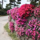 50 Seeds Lampranthus spectabilis Flaw Seeds Aizoaceae Perennial Evergreen Plants
