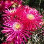 50 Seeds Lampranthus spectabilis Flaw Seeds Aizoaceae Perennial Evergreen Plants