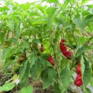 200 Seeds Peter Pepper