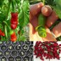 200 Seeds Peter Pepper
