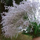 3 Seeds Conospermum incurvum Plume smokebush