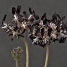 10 Seeds Pelargonium Auritum Geranium