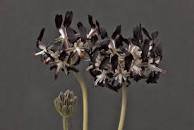 10 Seeds Pelargonium Auritum Geranium