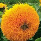 15 Seeds Tom's Bear Sunflower Annual Big Flower