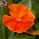 30 Seeds Pansy Orange Perenial Flower