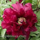 5 Seeds Heirloom Tree-headed Dark Red Peony Shrub Flower