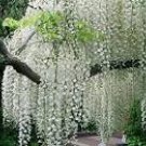 100 Seeds Chinese White Wisteria Rare Heirloom Wisteria Sinensis Alba