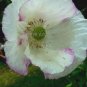 100 Seeds Rare Beautiful White Poppy Flowers with little red spots
