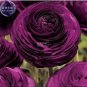 20 Seeds Ranunculus Rare Purple Perennial Flower