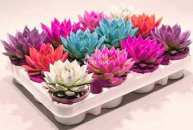 100 Seeds Colorful Echereria Mixed