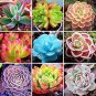 100 Seeds Colorful Echereria Mixed