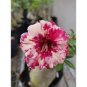 2 Seeds Imported 'whirlwind' Adenium Desert Rose